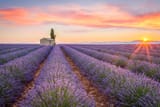 champs-de-lavande-en-provence-france-ronnybas-24815