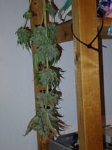 IMG_20250209_230537