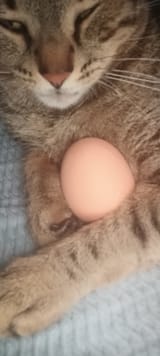 egg