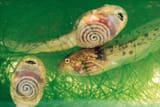 tadpoles