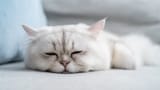lethargic-cat