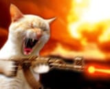 war_cat