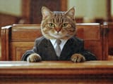 cat-lawyer-in-courtroom-matthias-hauser