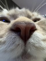 1732532738008135
