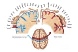 los_dos_homunculos_cerebrales_5945_2_orig
