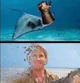 steveirwinstingray