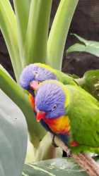 rainbow_lorikeets_thumb.jpg