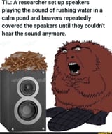 Paxxdynn