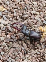 beetle