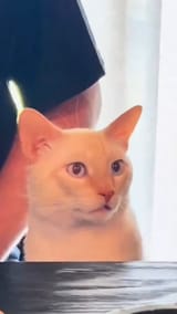 291039