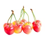 Cherries-White-Rainer-5kg
