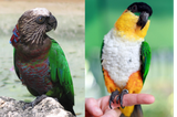 Red-Fan Parrot &amp; Black-Headed Parrot 8