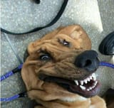barked