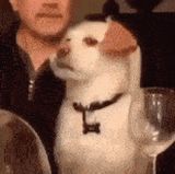 eye-roll-dog