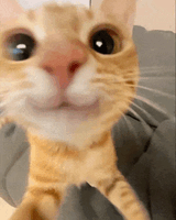 cute-cat