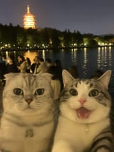 selfie_kots