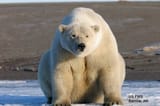 ak-pb-n-shore-usfws-barrow_labeled