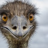 emu-1668611152