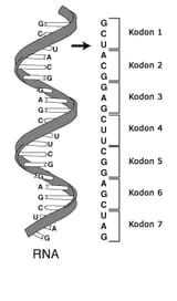 RNA-kodon