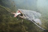 Wels_frisst_fisch