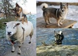 FeatureVallhundDogsLB-1-side