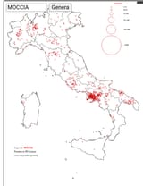 moccia