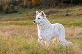 berger-blanc-suisse