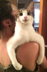 very cool cat