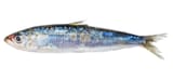 Sardina