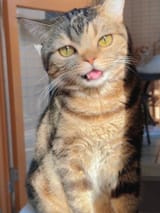 smug cat