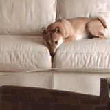 dog lick between
