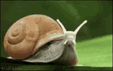 snail
