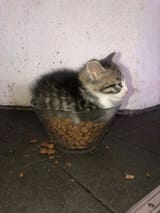 food kot