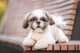 shih-tzu-3