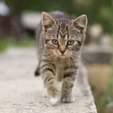 tekir kedi