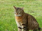 13158669_bury-kot-