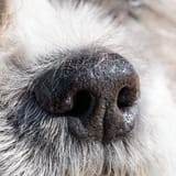 Canine_Nose_Macro_Photo