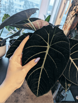 the-newest-black-velvet-leaf-is-twice-the-size-of-my-hand-v0-1y44bmv9w4eb1
