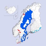 scandi