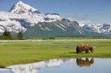 grizzly-bear-katmai-national-park-paul-souders