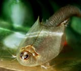 1200px-Triops_longicaudatus2