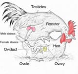 mating-in-english-1_orig