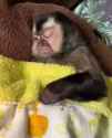monke sleep_thumb.jpg