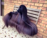 hair dog