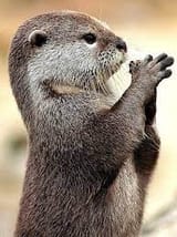 images (20)