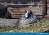 swedish-gutefår-gute-sheep-ovis-aries-domesticus-originates-gotland-female-both-females-males-have-horns-112935032-1798171732
