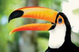 Toco-toucan-2278404917