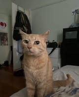 cat of judgement