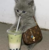 matcha_kot