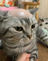 bald_kot